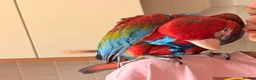 Macaws birds for sale: Hand tame green wing  macaw - Advert 2