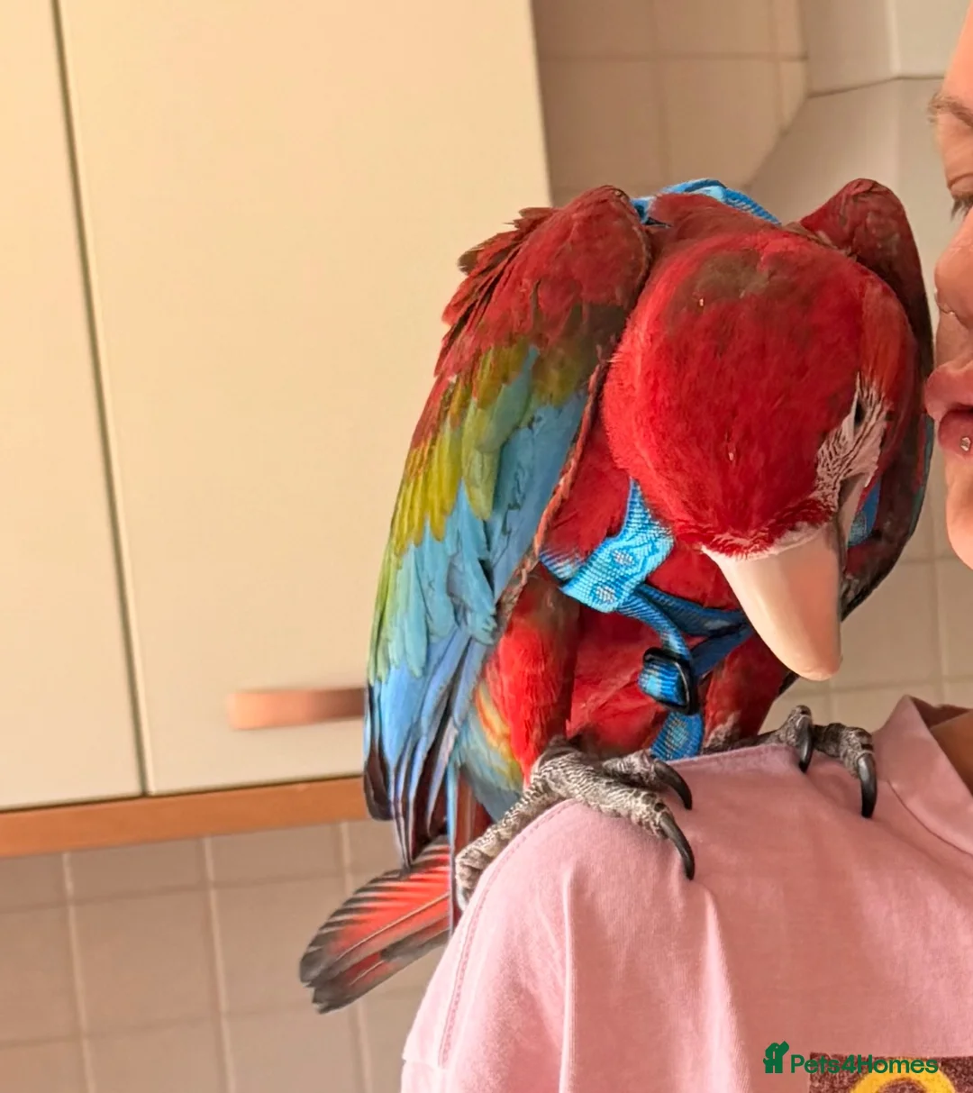 Macaws birds for sale: Hand tame green wing  macaw - Advert 2
