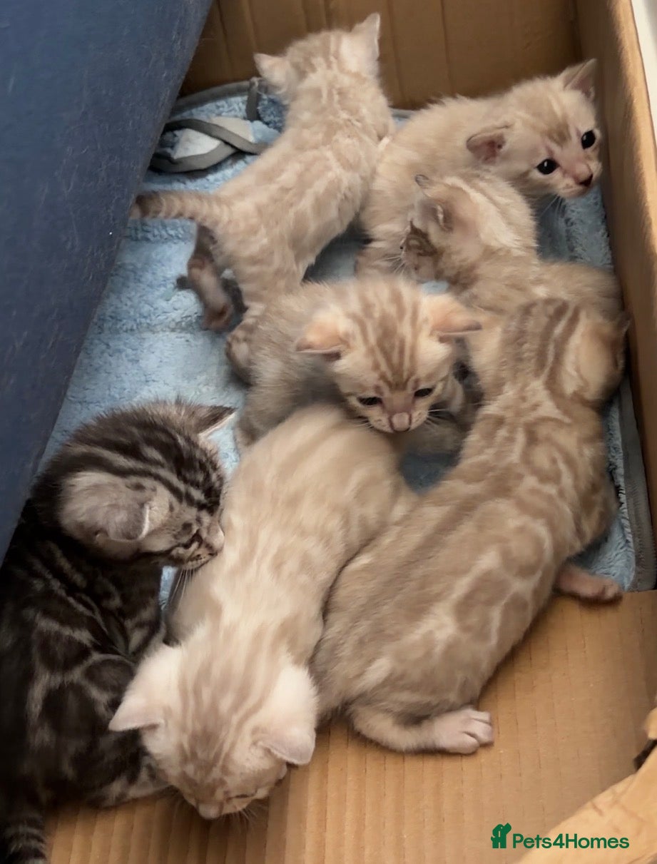 Bengal cats Milo & Mayas Pure Bengal Babies  - Advert 4