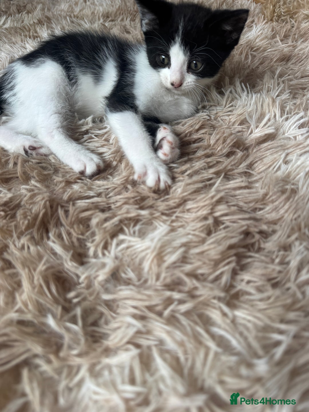 Domestic Shorthair cats for sale: Male kitten - last in the litter  - Image 7