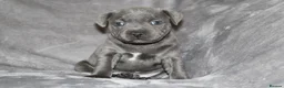 Staffordshire Bull Terrier dogs for sale: Extensively Health Tested KC S.B.T - Advert 27