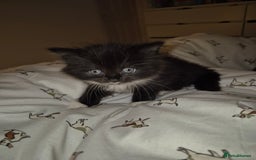 British Shorthair cats for sale: Kittens. in Motherwell - Image 11