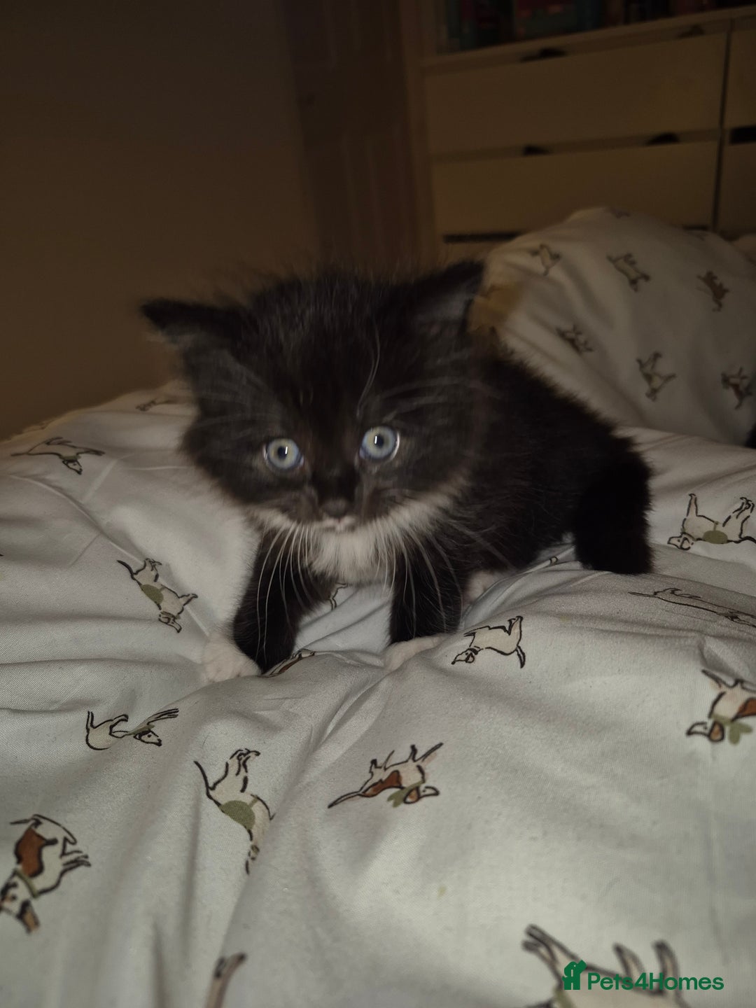 British Shorthair cats for sale: Kittens. in Motherwell - Image 11