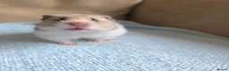 Hamster rodents for sale: Female Syrian Hamster Well Handled Pedigree  - Advert 1
