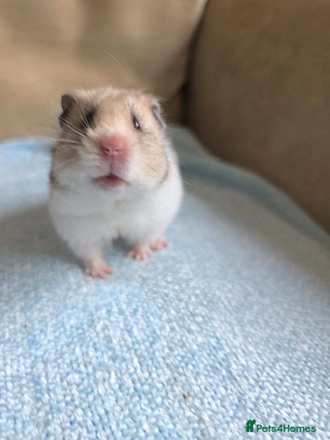 Hamster rodents for sale: Female Syrian Hamster Well Handled Pedigree  - Advert 1