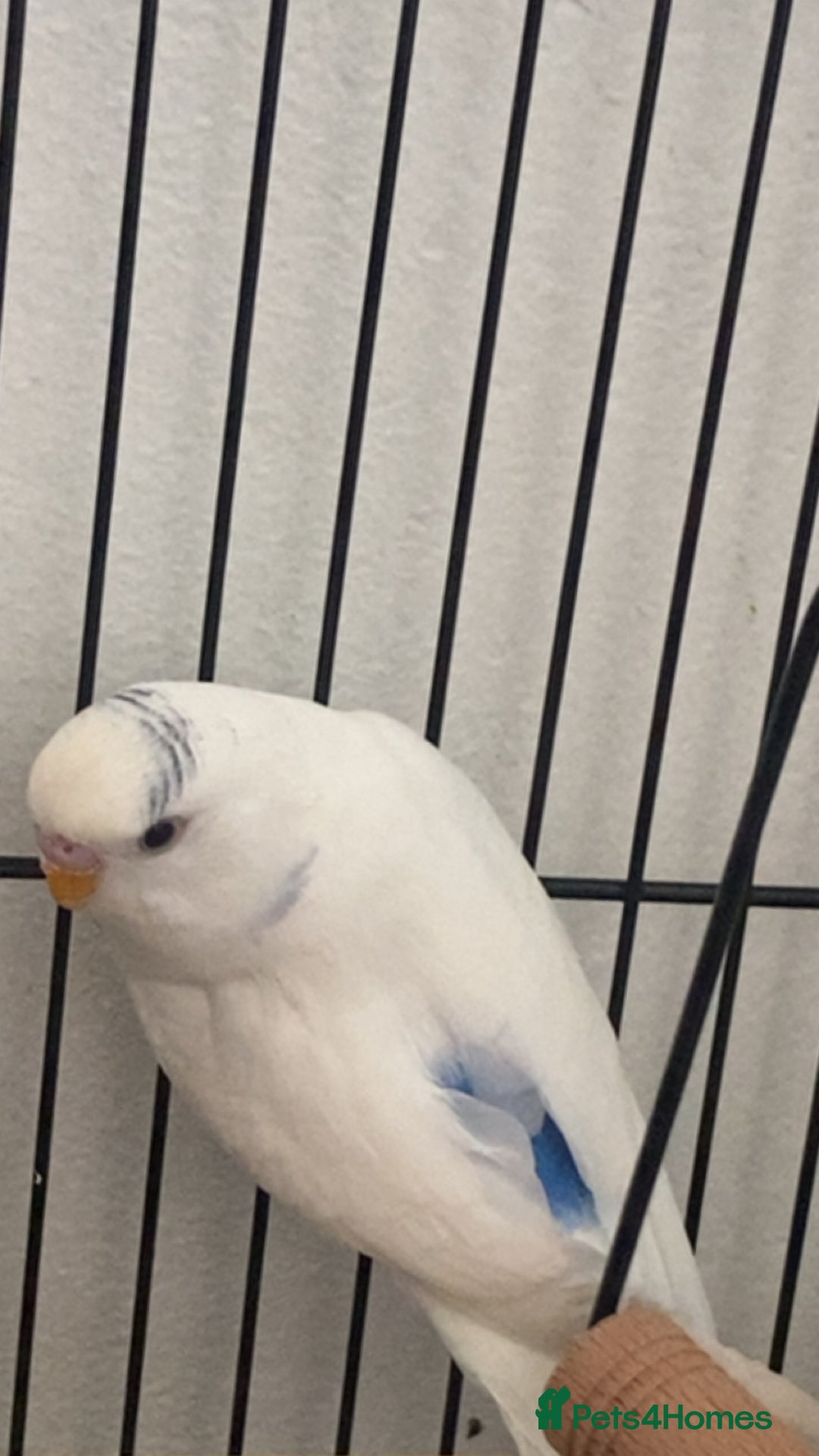 Budgerigars birds for sale: Budgie - Image 2