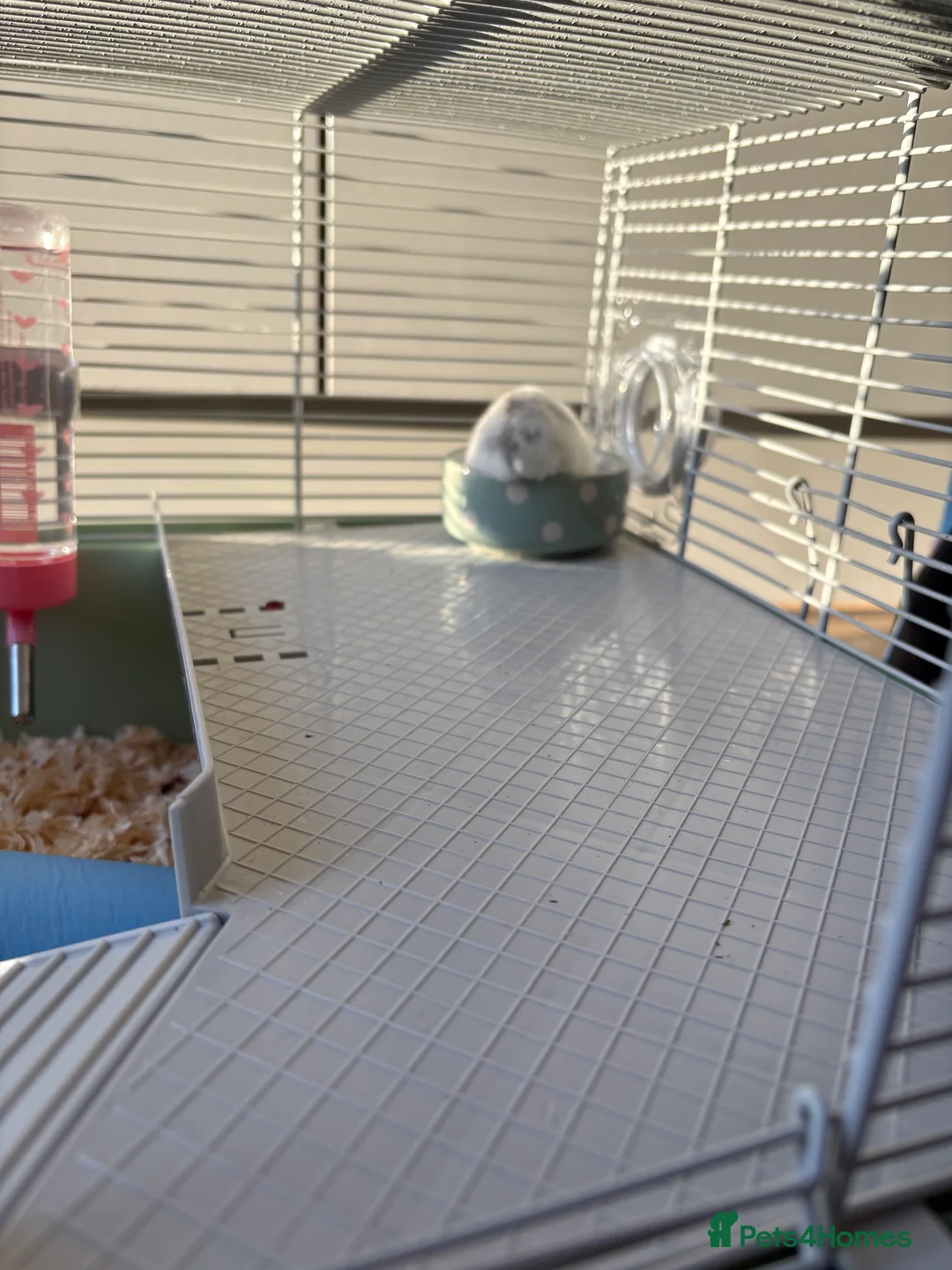 Hamster rodents for sale: Hamster Bean - Advert 11