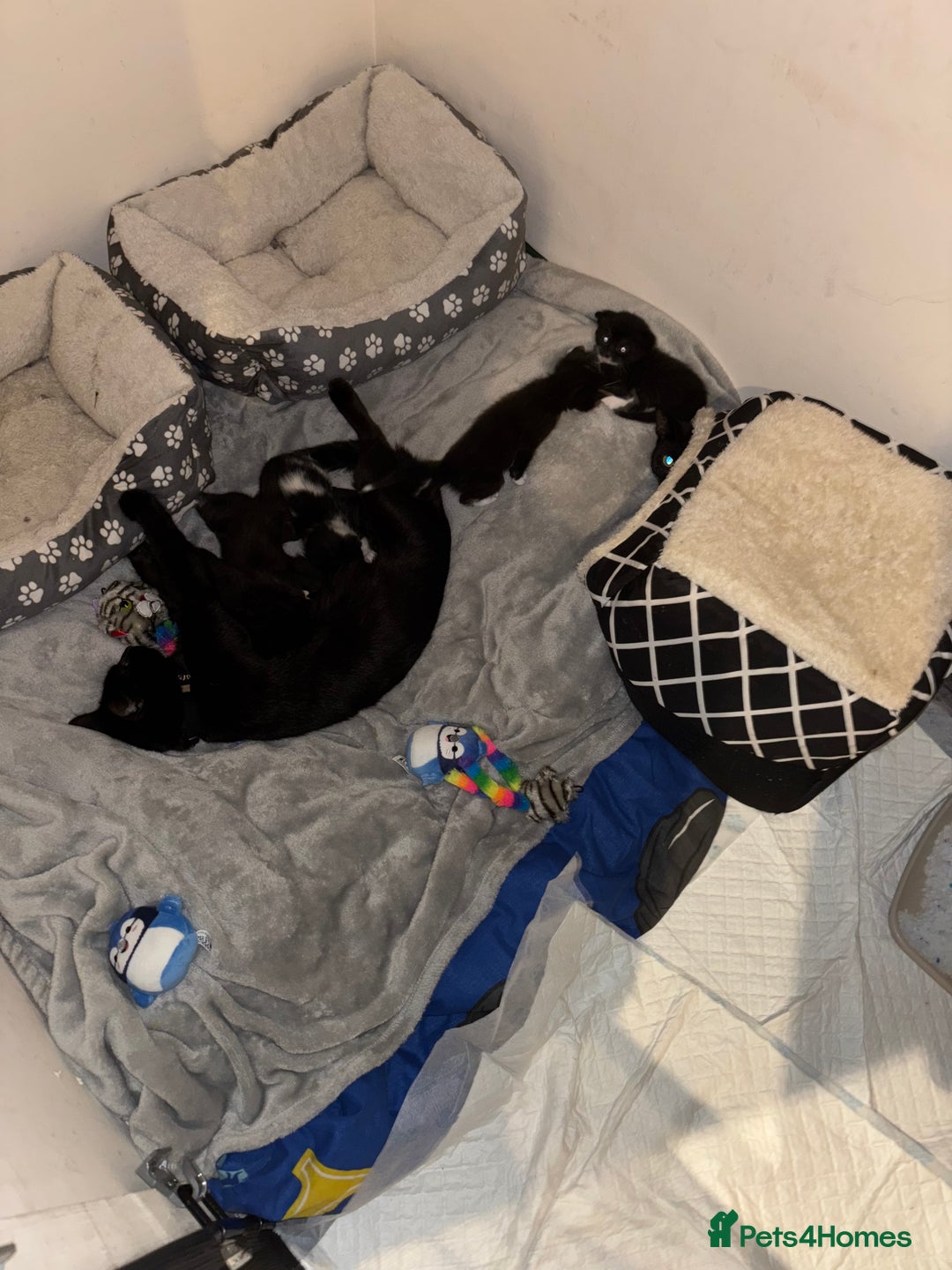 Mixed Breed cats for sale: Beautiful Black & White Kittens  - Image 4