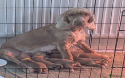 Cocker Spaniel dogs for sale: 🐾Pedigree Show cocker spaniel puppies🐾 - Image 26