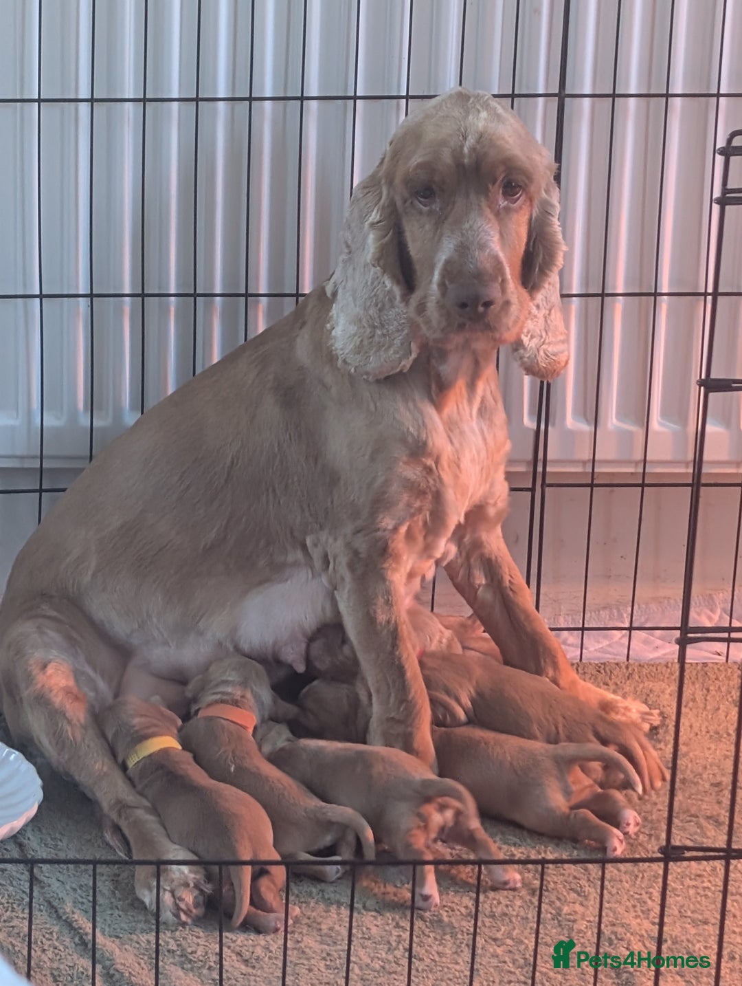Cocker Spaniel dogs for sale: 🐾Pedigree Show cocker spaniel puppies🐾 - Image 26