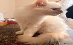 Ragdoll cats for sale: Long-haired Ragdoll Kitten Icy Blue Eyes 💎🐾 - Image 4