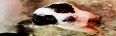 Sprocker Puppy 5