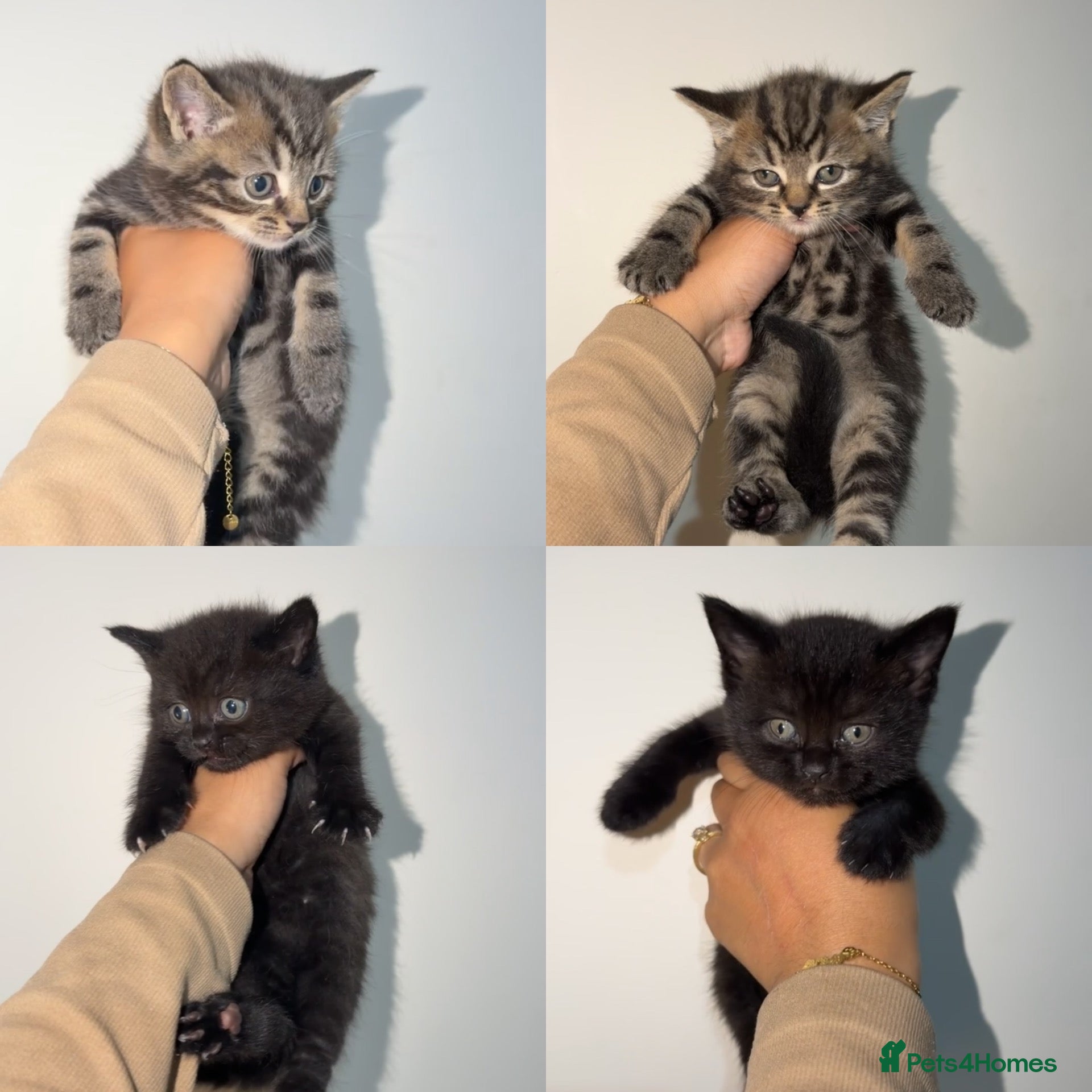 British Shorthair cats British Shorthair / Tabby Kittens Available 🐾 - Advert 1