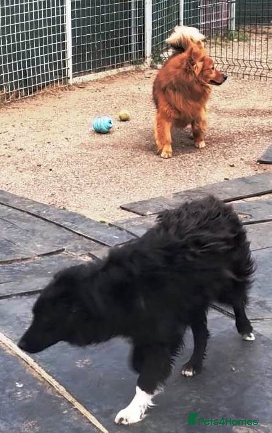 Mixed Breed dogs for adoption: MONTY & DAISY an example of Resilience &Friendship - Image 16