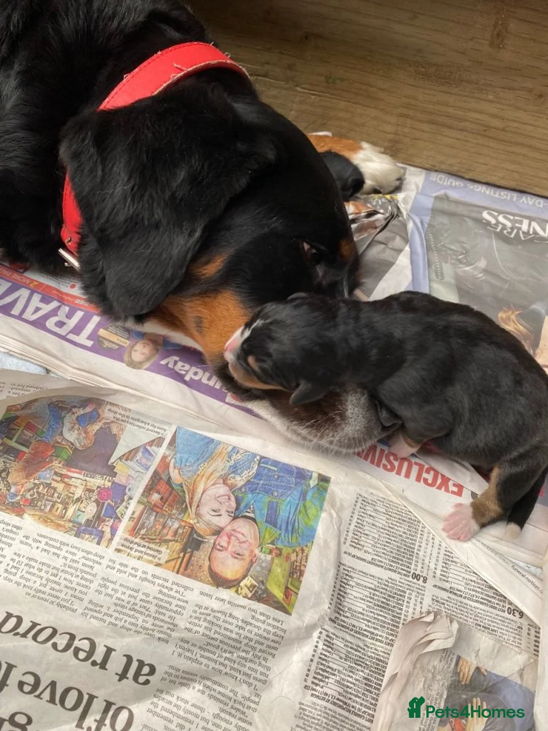 Bernese Mountain Dog dogs for sale: Fluffy Bundles of Joy Looking for Forever Homes in Gosport - Advert 2