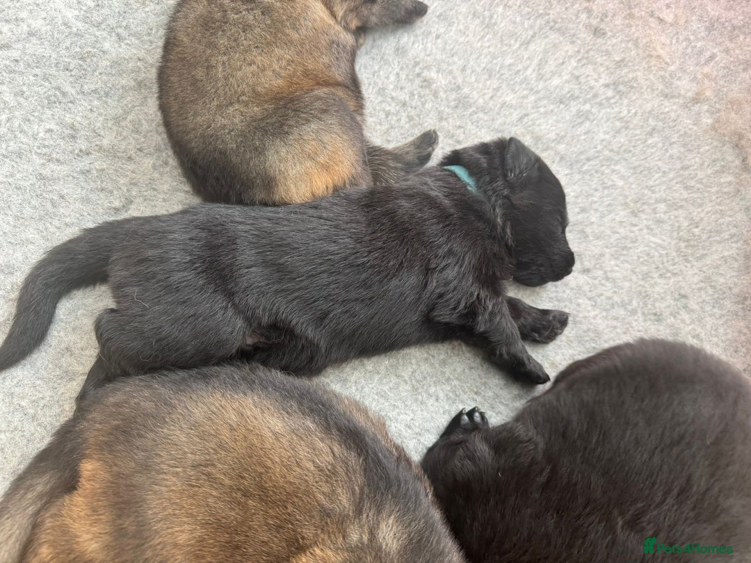 German Shepherd dogs for sale: Rockforce Long Haired German Shepherd Puppies - Advert 11