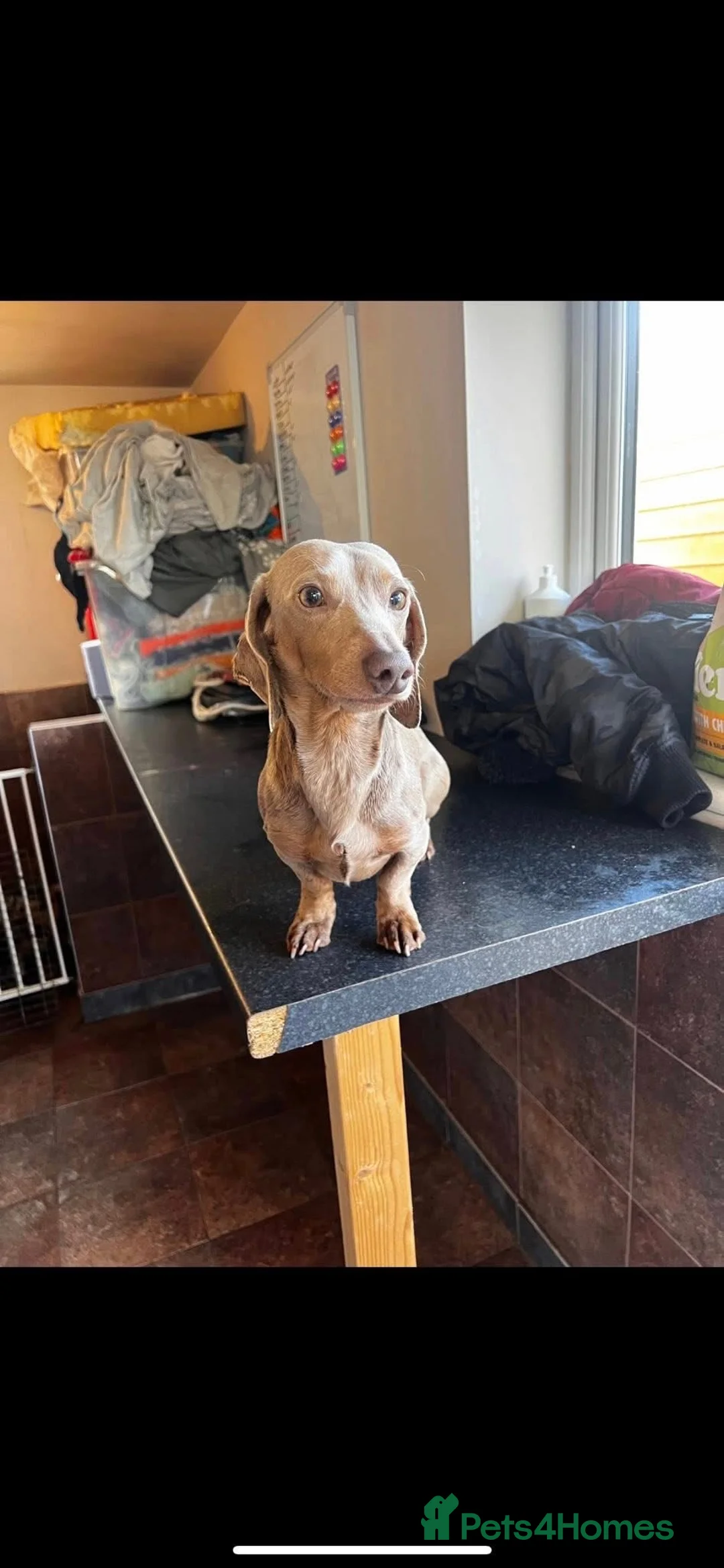 Miniature Dachshund dogs for stud: Isabella dachshund - Advert 1