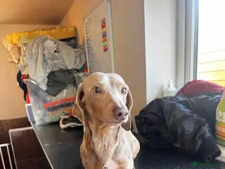 Miniature Dachshund dogs Isabella dachshund - Advert 1