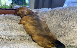 Miniature Dachshund dogs for sale: Stunning Miniature dachshund puppies  - Image 7