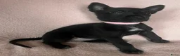 Belgian Shepherd Dog dogs for sale: BELGIAN SHEPHERD X DUTCH SHEPHERD - Advert 8