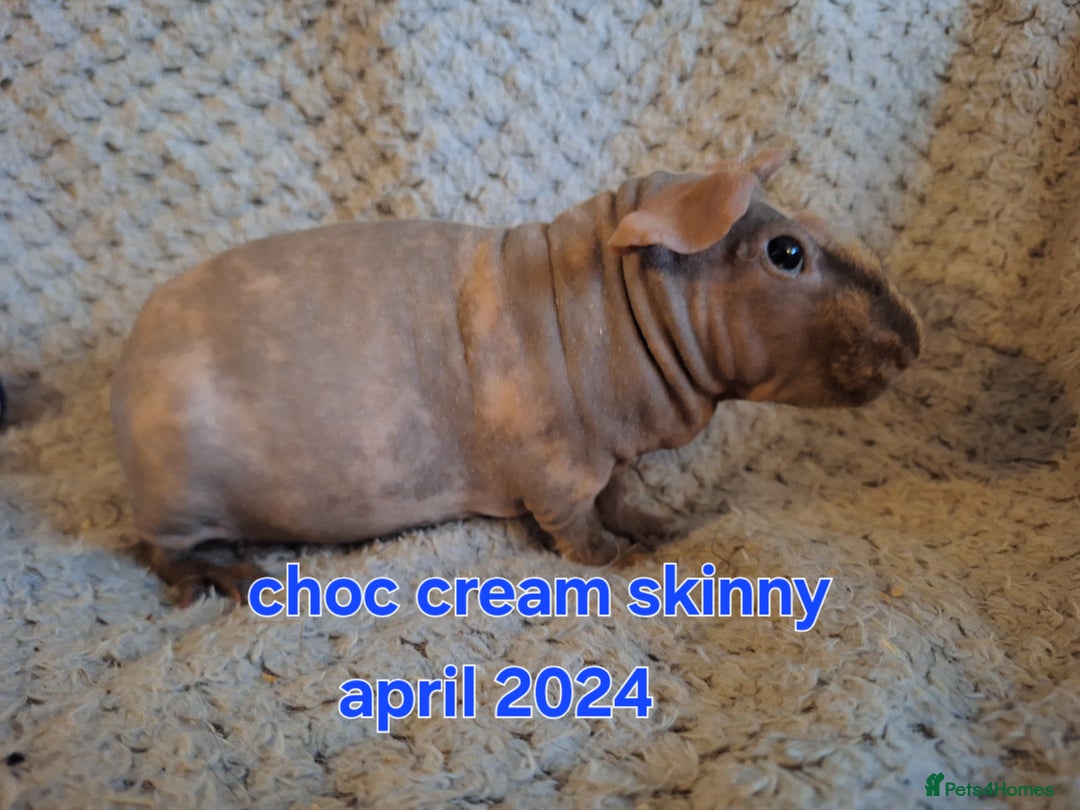 Guinea Pig rodents for sale: Skinny guinea pig boys - Image 4