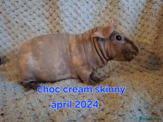 Guinea Pig rodents Skinny and skinny carrier guinea pig boys - Advert 9