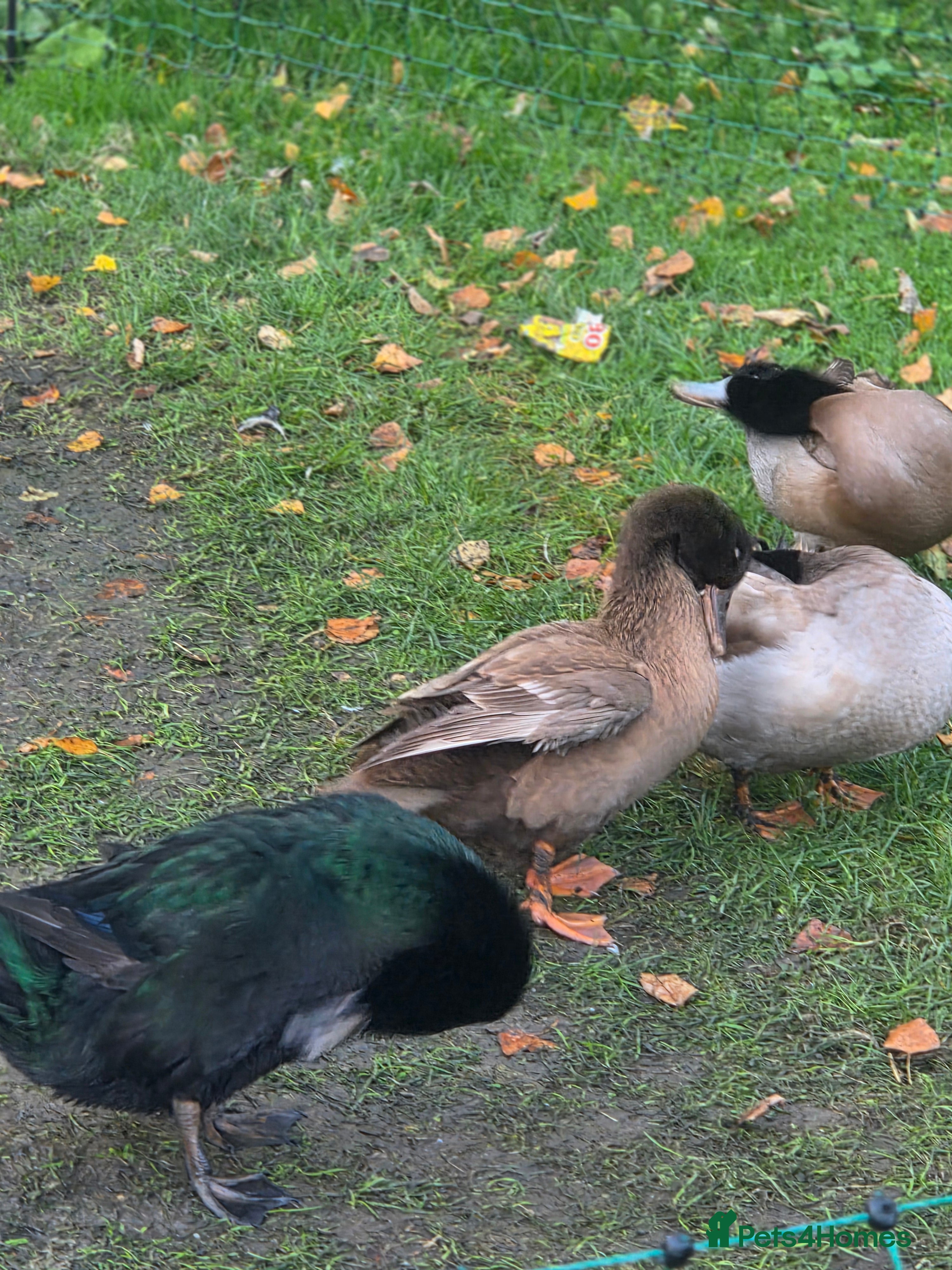 Ducks poultry Ducks - Advert 1