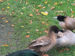 Ducks poultry Ducks - Advert 1