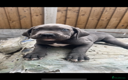 Cane Corso dogs for sale: Cane Corso Puppy 8 - Cerberus champion bloodline cane corso - Image 15