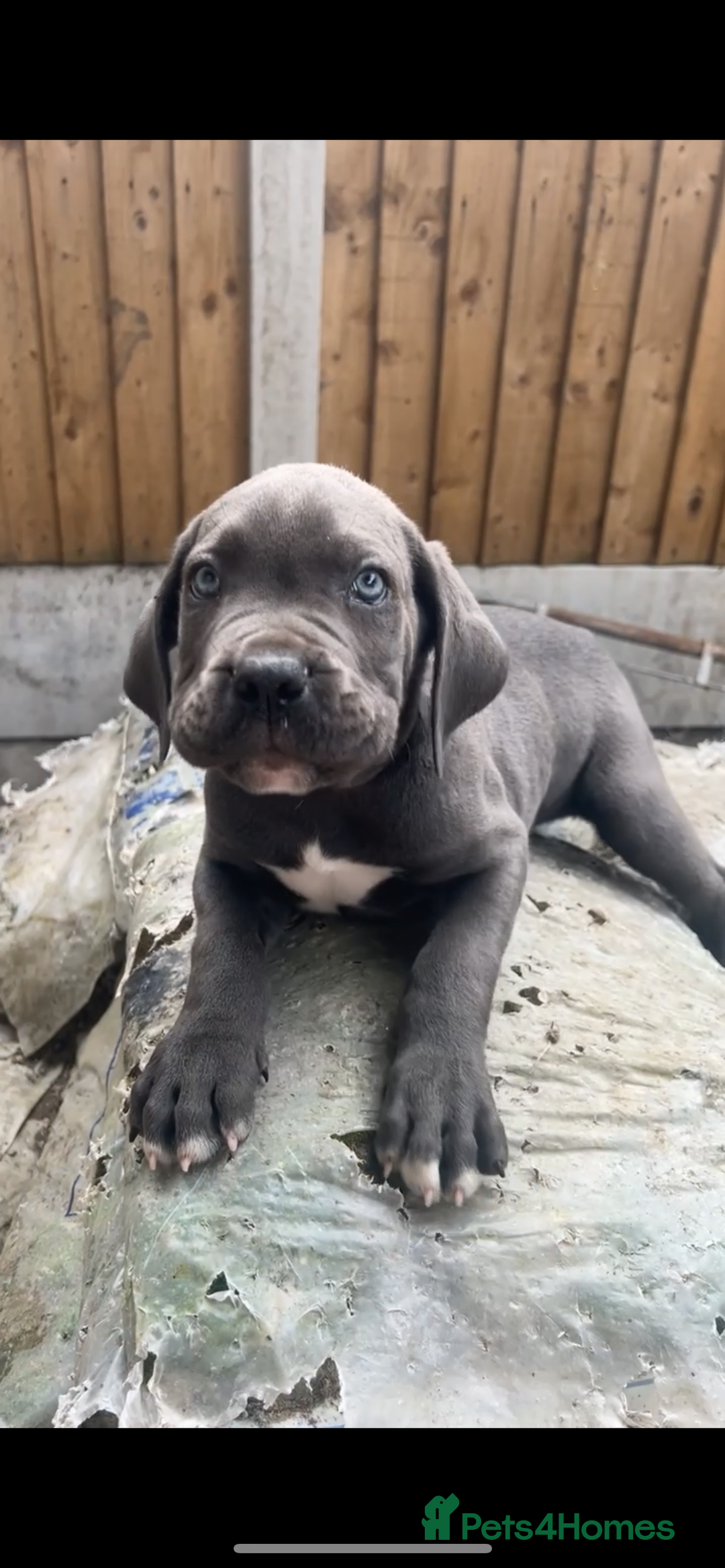 Cane Corso dogs for sale: Cane Corso Puppy 8 - Cerberus champion bloodline cane corso - Image 15