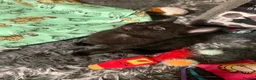 Mixed Breed cats for sale: 3 black kittens (boys) - Advert 4