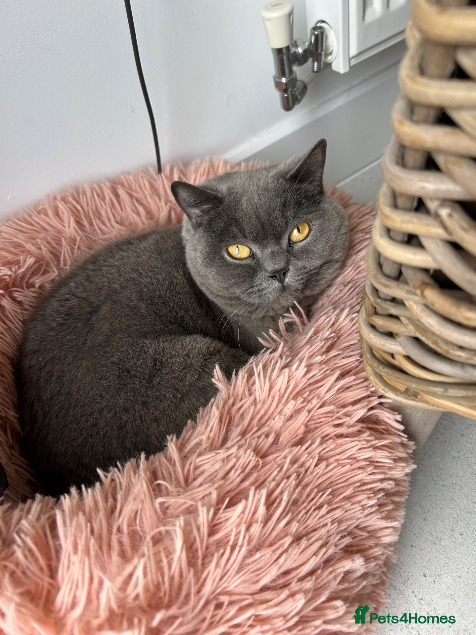 British Shorthair cats BSH boy for rehoming - Advert 2