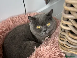 British Shorthair cats BSH boy for rehoming - Advert 2