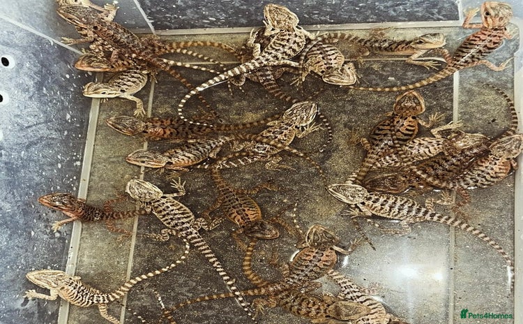 Bearded Dragon reptiles - Advert 9