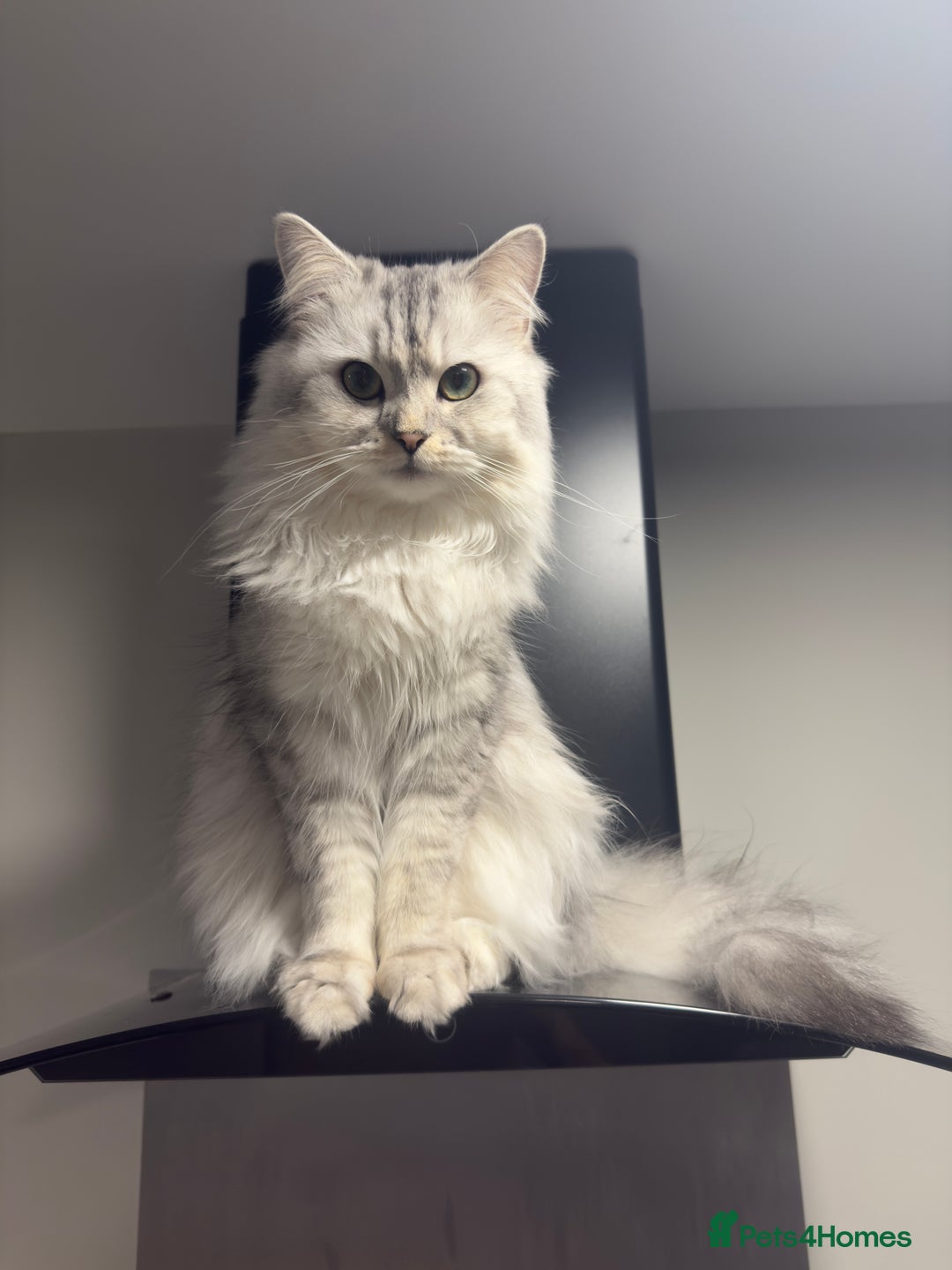 Mixed Breed cats for stud: Maine coon x Persian stud  - Image 4
