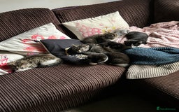 Mixed Breed cats for sale: 5 kittens for Sale - Image 11