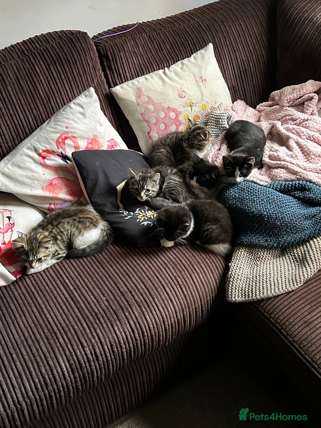 Mixed Breed cats for sale: 5 kittens for Sale - Image 11