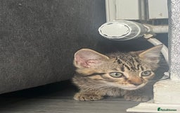Mixed Breed cats for sale: Kittens for sale  - Image 4