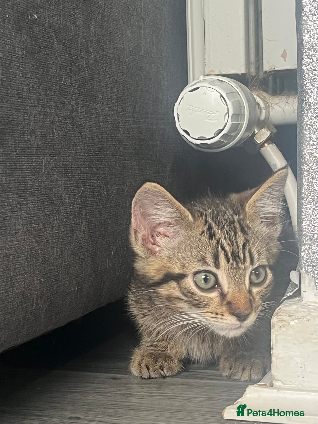 Mixed Breed cats for sale: Kittens for sale  - Image 4