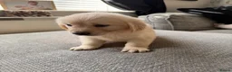 Golden Retriever dogs for sale: Hallie’s beautiful golden retriever pups  - Advert 5