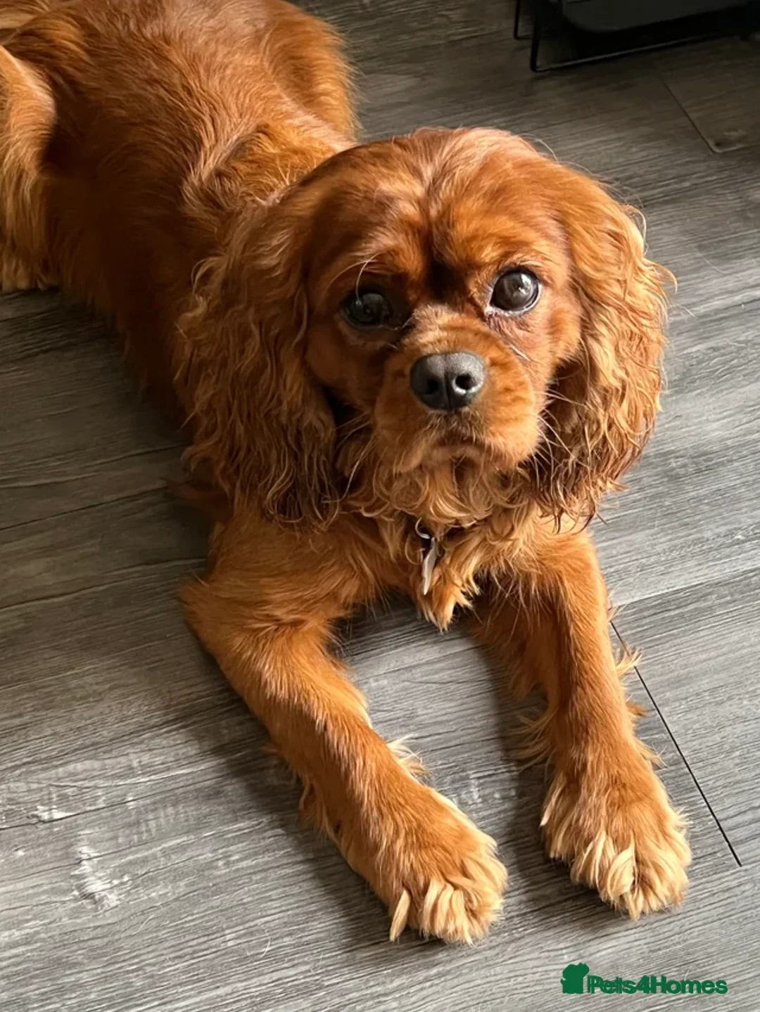 Cavapoo dogs for sale: F1 Cavapoo Puppies 🤎 3 girls, 2 boys 🤎 - Advert 23