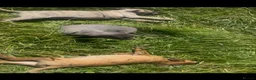 Whippet dogs for sale: Whippet puppies - Advert 6