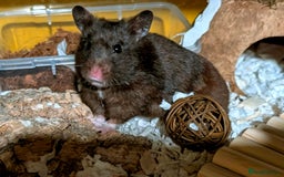 Hamster rodents for sale: Female Syrian for Adoption  - Image 8