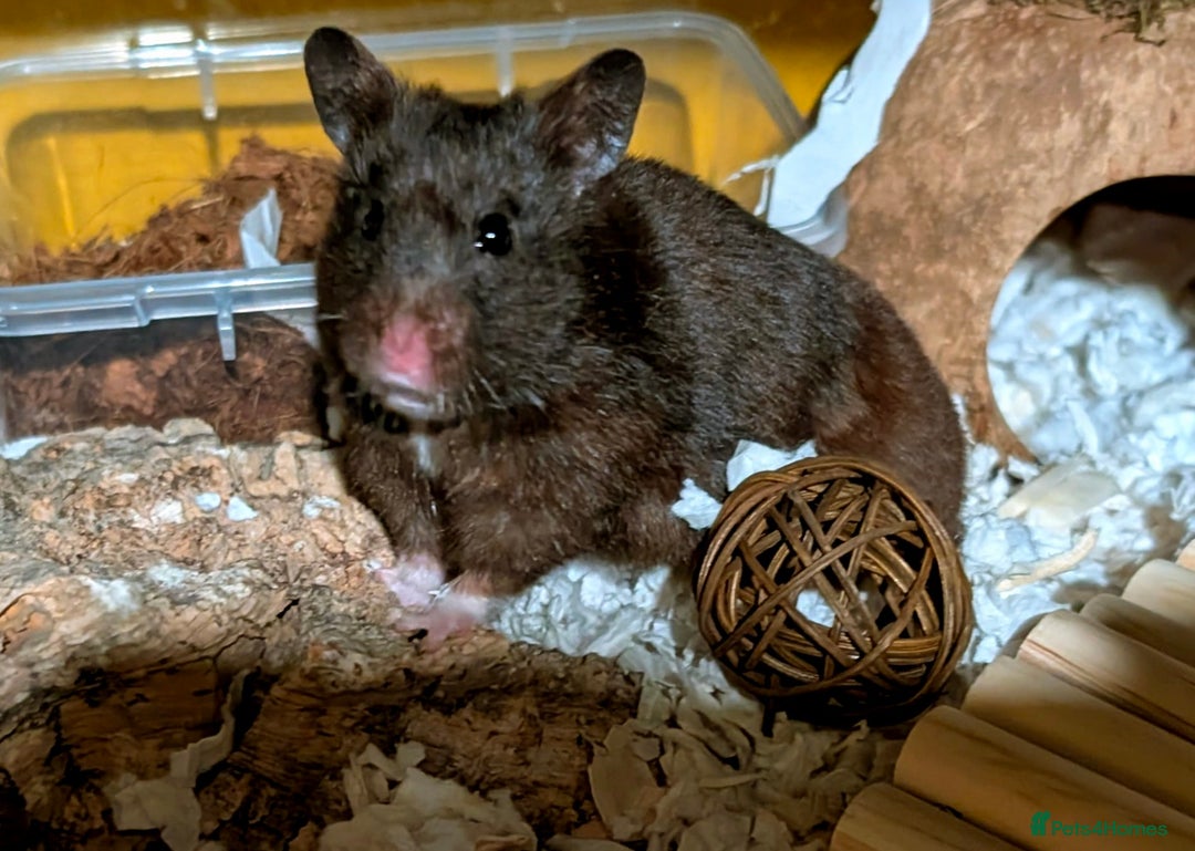 Hamster rodents for sale: Female Syrian for Adoption  - Image 8