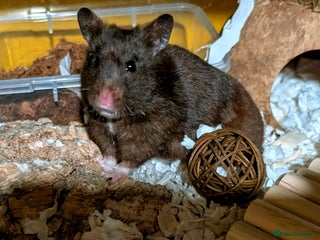 Hamster rodents - Advert 4