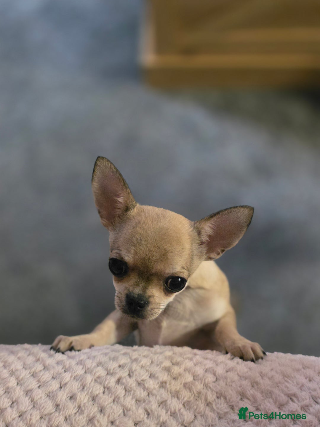 Chihuahua dogs for sale: 🌟 KC Registered 🌟 Smooth Sable Chiuahua 🐕 - Advert 9