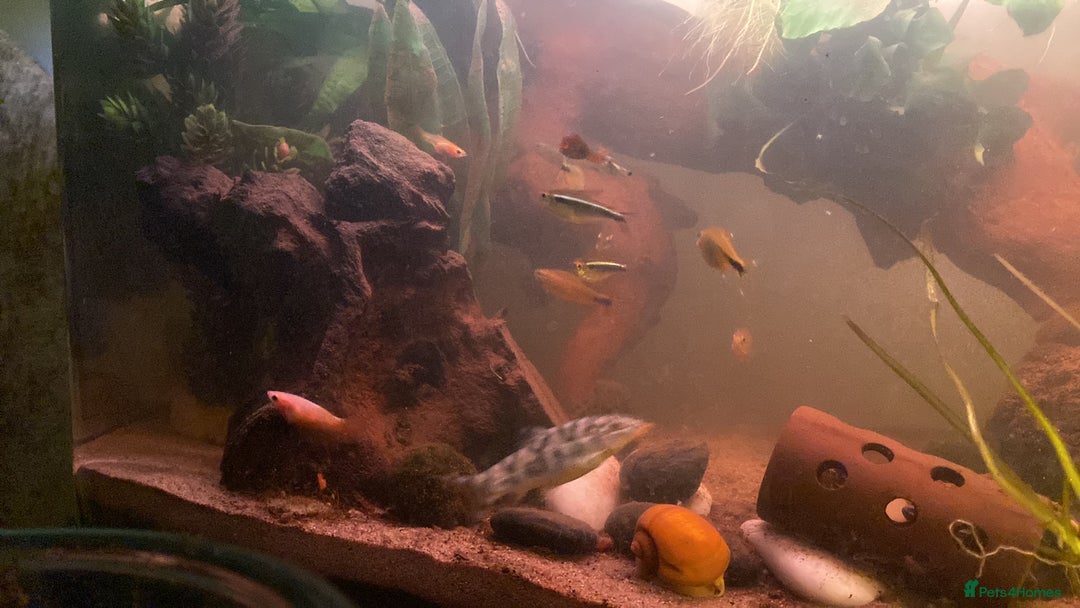 Bettas fish for sale: 25 gal tank + fish - Image 3