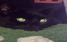 British Shorthair cats for sale: Male Adult Black British shorthair cat - Image 4