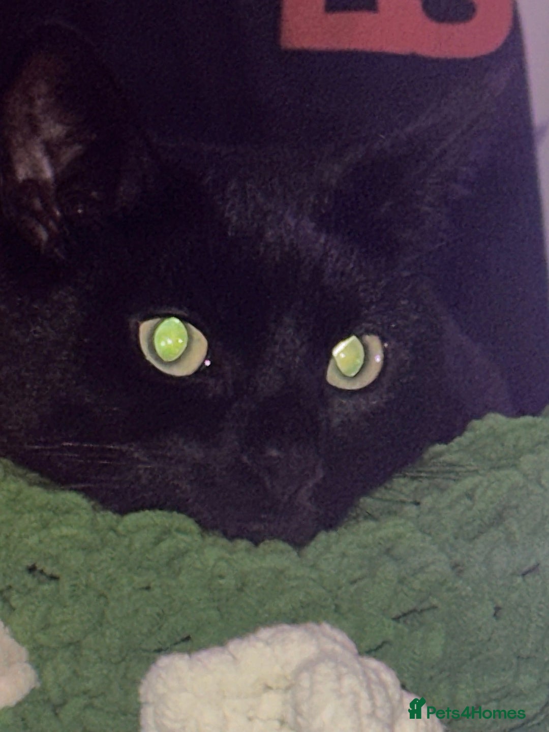 British Shorthair cats for sale: Male Adult Black British shorthair cat - Image 4