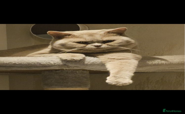 British Shorthair cats - Advert 2